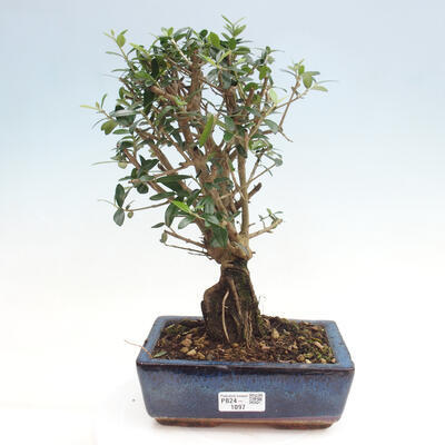 Izbová bonsai - Olea europaea sylvestris -Oliva evropská drobnolistá - 1