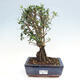 Izbová bonsai - Olea europaea sylvestris -Oliva evropská drobnolistá - 1/4