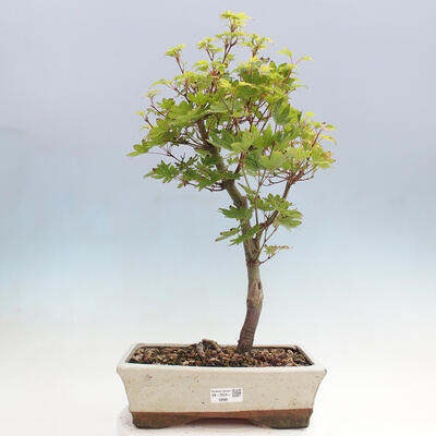 Vonkajší bonsai - Javor palmatum katsura GISAN - Javor dlanitolistý - 1