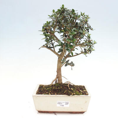 Izbová bonsai - Olea europaea sylvestris -Oliva evropská drobnolistá - 1