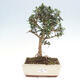 Izbová bonsai - Olea europaea sylvestris -Oliva evropská drobnolistá - 1/4