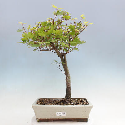 Vonkajší bonsai - Javor palmatum katsura GISAN - Javor dlanitolistý - 1