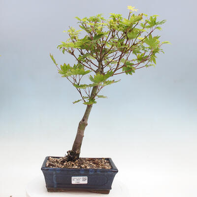 Vonkajší bonsai - Javor palmatum katsura GISAN - Javor dlanitolistý - 1