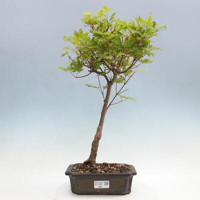 Vonkajší bonsai - Javor palmatum katsura GISAN - Javor dlanitolistý - 1