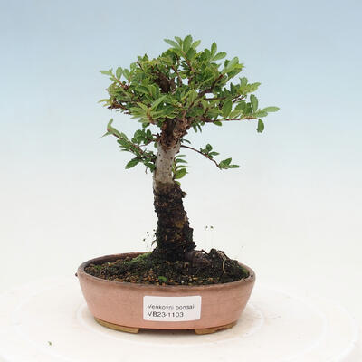 Vonkajšie bonsai - Zelkova - Zelkova NIRE - 1