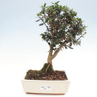 Izbová bonsai - Olea europaea sylvestris -Oliva evropská drobnolistá - 1