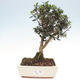 Izbová bonsai - Olea europaea sylvestris -Oliva evropská drobnolistá - 1/4