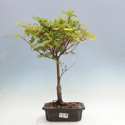 Vonkajší bonsai - Javor palmatum katsura GISAN - Javor dlanitolistý - 1