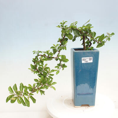 Izbová bonsai - Grewia occidentalis - Hviezdica levanduľová - 1