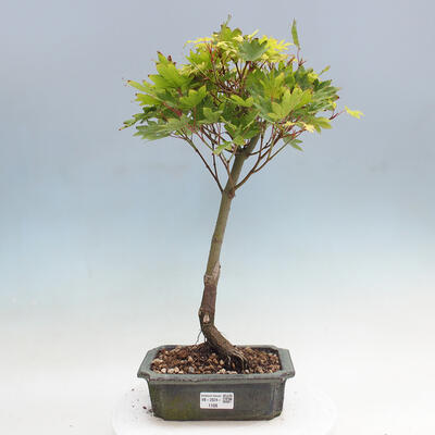 Vonkajší bonsai - Javor palmatum katsura GISAN - Javor dlanitolistý - 1