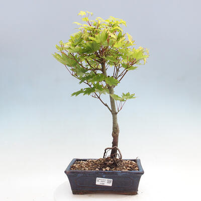 Vonkajší bonsai - Javor palmatum katsura GISAN - Javor dlanitolistý - 1