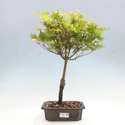 Vonkajší bonsai - Javor palmatum katsura GISAN - Javor dlanitolistý - 1