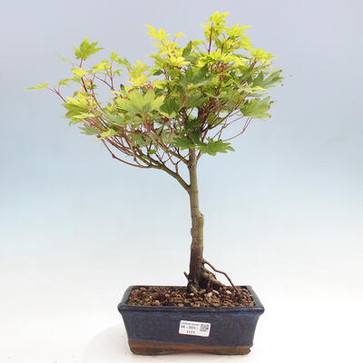 Vonkajší bonsai - Javor palmatum katsura GISAN - Javor dlanitolistý - 1