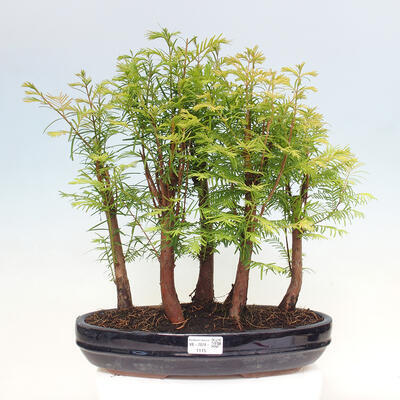 Vonkajšie bonsai - Metasequoia glyptostroboides - Metasekvoja čínska - 1