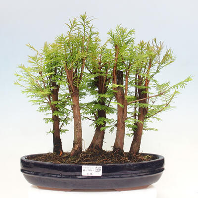 Vonkajšie bonsai - Metasequoia glyptostroboides - Metasekvoja čínska - 1