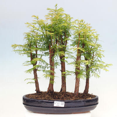 Vonkajšie bonsai - Metasequoia glyptostroboides - Metasekvoja čínska - 1