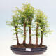 Vonkajšie bonsai - Metasequoia glyptostroboides - Metasekvoja čínska - 1/6