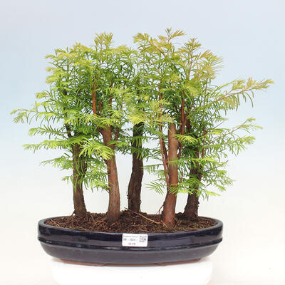 Vonkajšie bonsai - Metasequoia glyptostroboides - Metasekvoja čínska - 1