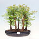 Vonkajšie bonsai - Metasequoia glyptostroboides - Metasekvoja čínska - 1/6