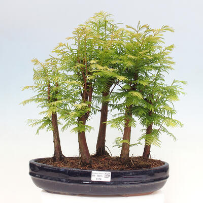 Vonkajšie bonsai - Metasequoia glyptostroboides - Metasekvoja čínska - 1