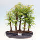 Vonkajšie bonsai - Metasequoia glyptostroboides - Metasekvoja čínska - 1/6