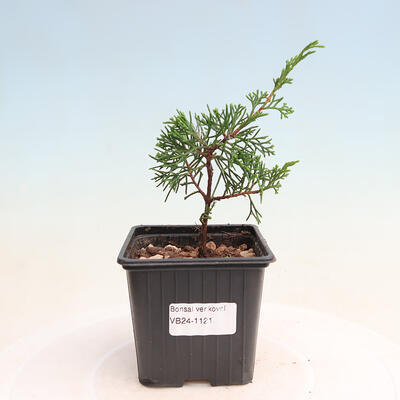 Vonkajší bonsai - Juniperus chinensis ITOIGAWA -Jalovec čínsky