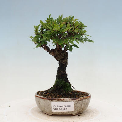 Vonkajšie bonsai - Zelkova - Zelkova NIRE - 1