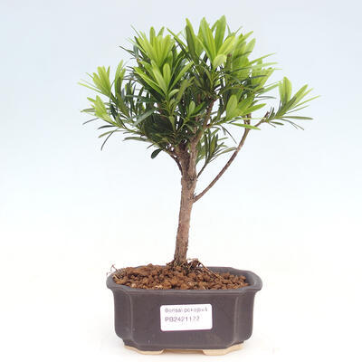 Izbová bonsai - Podocarpus - Kamenný tis - 1