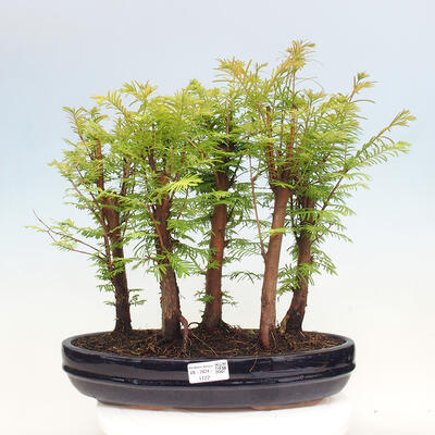 Vonkajšie bonsai - Metasequoia glyptostroboides - Metasekvoja čínska - 1