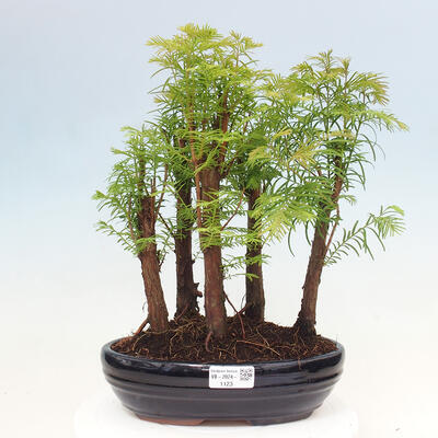 Vonkajšie bonsai - Metasequoia glyptostroboides - Metasekvoja čínska - 1