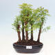 Vonkajšie bonsai - Metasequoia glyptostroboides - Metasekvoja čínska - 1/3