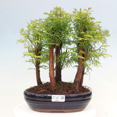 Vonkajšie bonsai - Metasequoia glyptostroboides - Metasekvoja čínska - 1