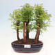 Vonkajšie bonsai - Metasequoia glyptostroboides - Metasekvoja čínska - 1/3