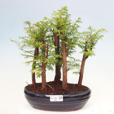 Vonkajšie bonsai - Metasequoia glyptostroboides - Metasekvoja čínska - 1