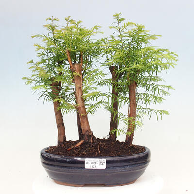 Vonkajšie bonsai - Metasequoia glyptostroboides - Metasekvoja čínska - 1