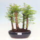 Vonkajšie bonsai - Metasequoia glyptostroboides - Metasekvoja čínska - 1/3