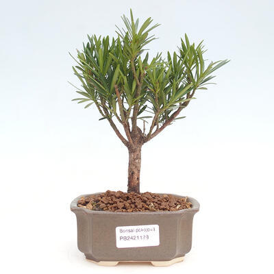 Izbová bonsai - Podocarpus - Kamenný tis - 1