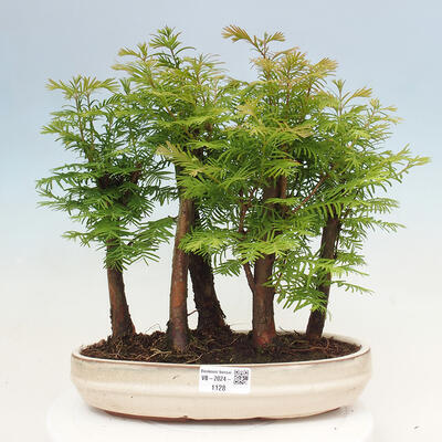 Vonkajšie bonsai - Metasequoia glyptostroboides - Metasekvoja čínska - 1