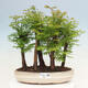 Vonkajšie bonsai - Metasequoia glyptostroboides - Metasekvoja čínska - 1/3