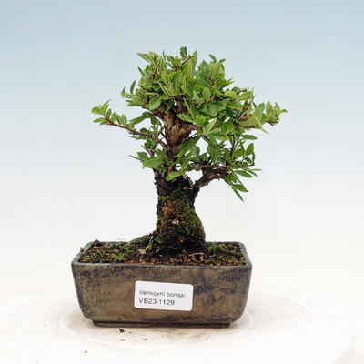 Vonkajšie bonsai - Zelkova - Zelkova NIRE - 1