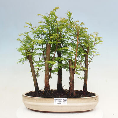 Vonkajšie bonsai - Metasequoia glyptostroboides - Metasekvoja čínska - 1