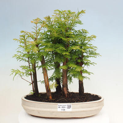 Vonkajšie bonsai - Metasequoia glyptostroboides - Metasekvoja čínska - 1