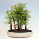 Vonkajšie bonsai - Metasequoia glyptostroboides - Metasekvoja čínska - 1/3