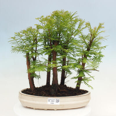 Vonkajšie bonsai - Metasequoia glyptostroboides - Metasekvoja čínska - 1