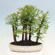 Vonkajšie bonsai - Metasequoia glyptostroboides - Metasekvoja čínska - 1/3