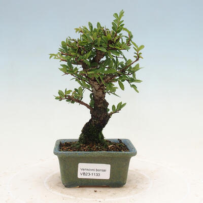 Vonkajšie bonsai - Zelkova - Zelkova NIRE - 1