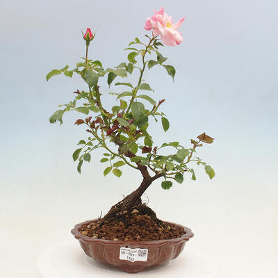 Vonkajší bonsai - Rosa sp. - malokvetá ruža - 1