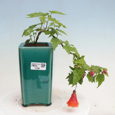 Izbová bonsai - Abutilon Big Bell - Mračniak poříční - 1