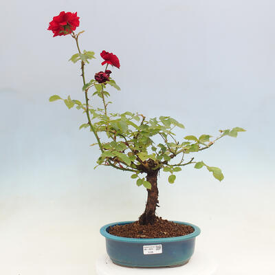 Vonkajší bonsai - Rosa sp. - malokvetá ruža - 1