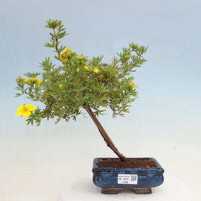 Vonkajší bonsai - Potentilla frut.Goldstar - Mochna Krovitá - 1